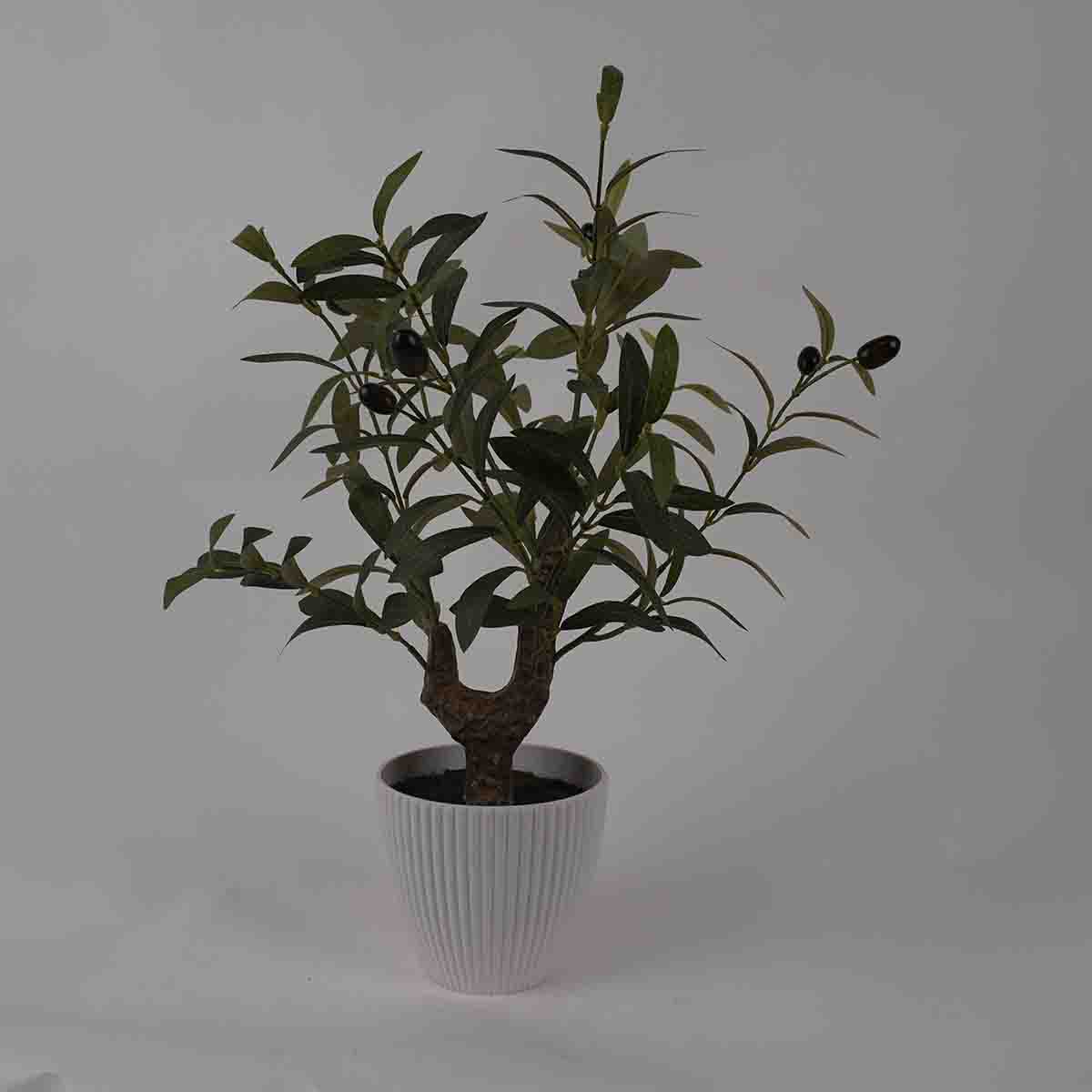 Lauren Taylor -Olive Tree 43cm White Pot