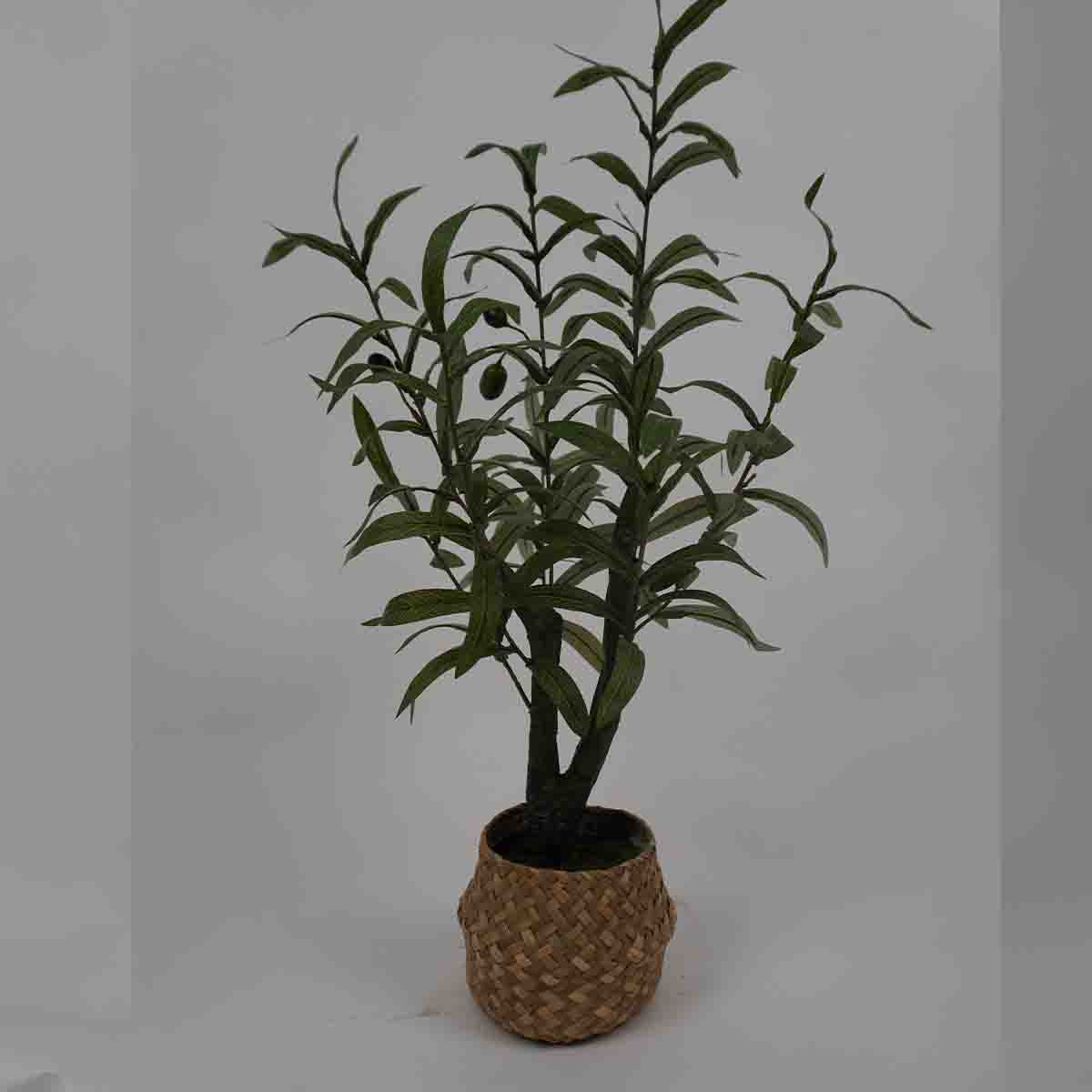 Olive Tree 55cm Wicker Pot Green