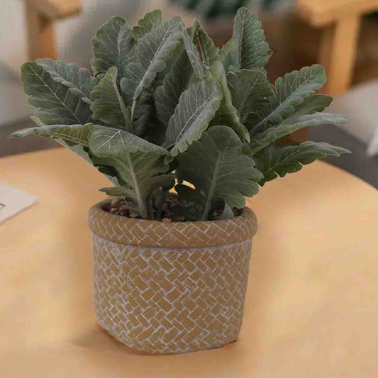 Artificial Lamb's Ear in Beige Cement Pot