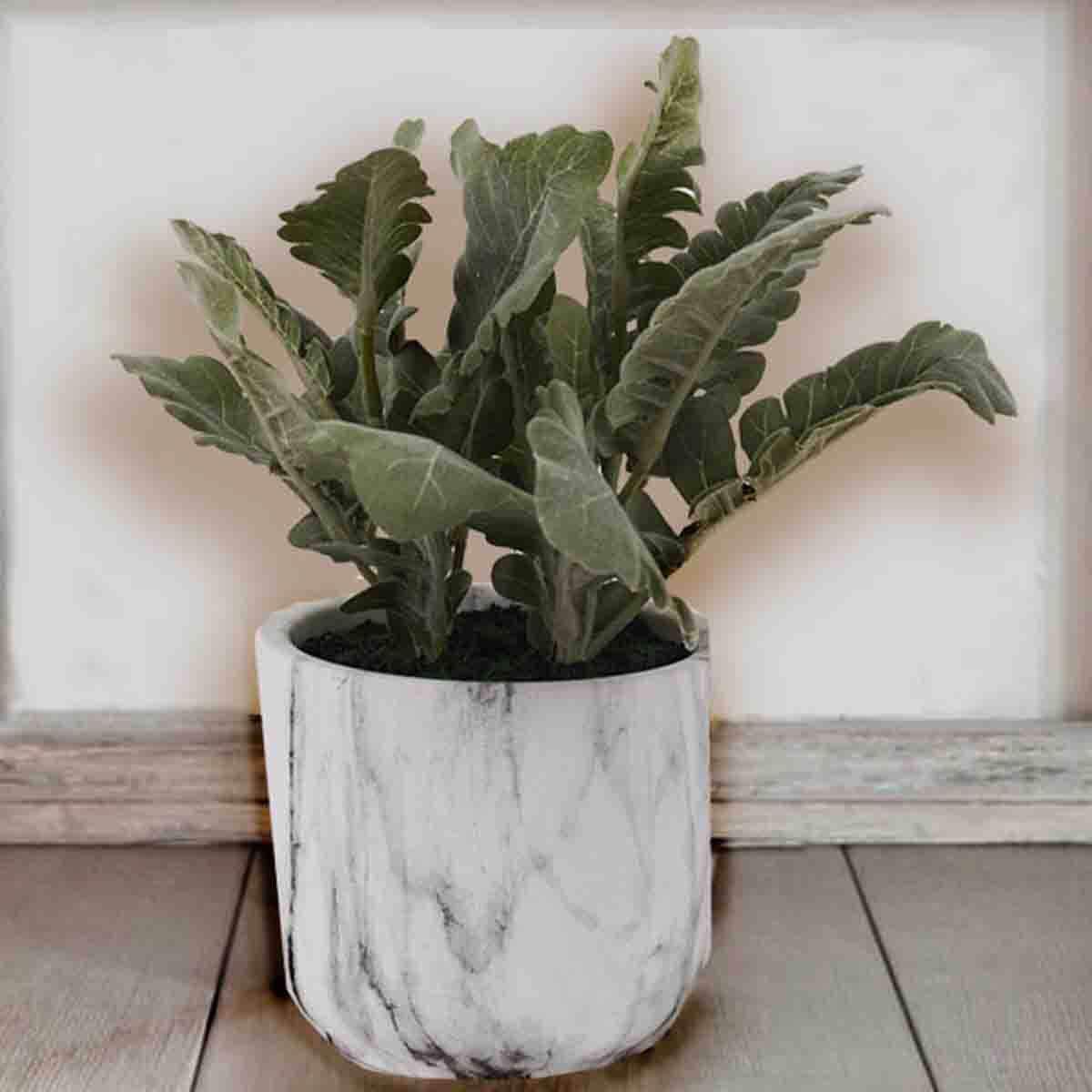 Artificial Lamb's Ear in White Marble Ceramic Pot