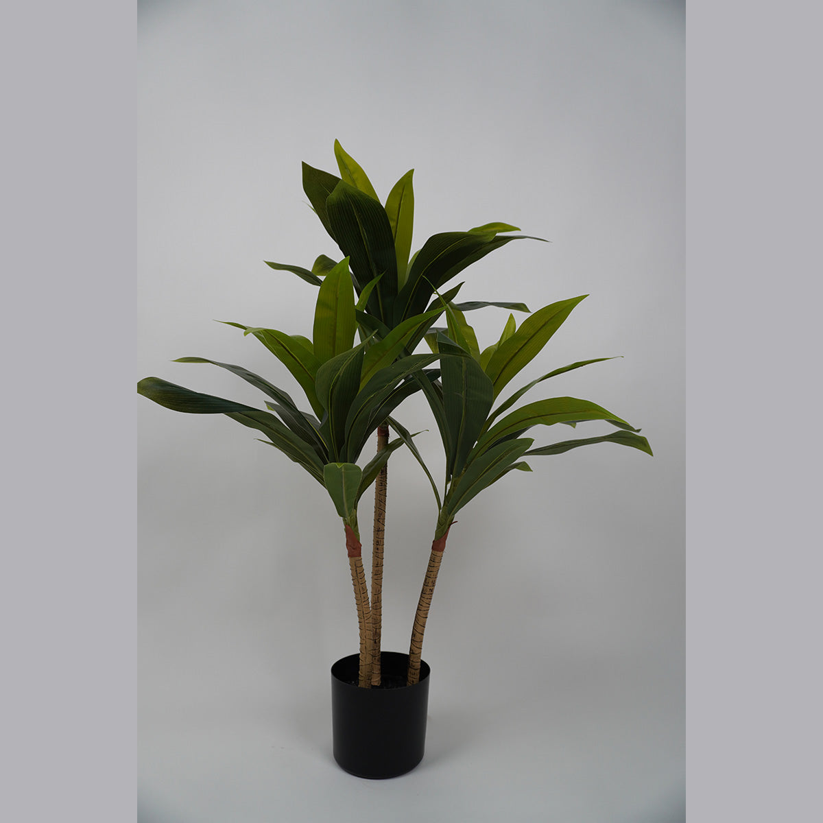 Lauren Taylor - Artificial Dracanea Tree in Black Pot