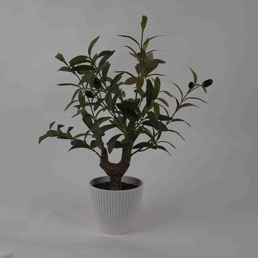 Lauren Taylor -Olive Tree 43cm White Pot