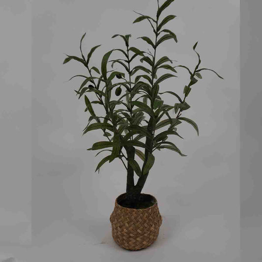Olive Tree 55cm Wicker Pot Green