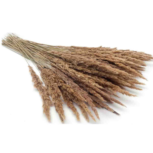 Lauren Taylor -Dried Pampas Bunch